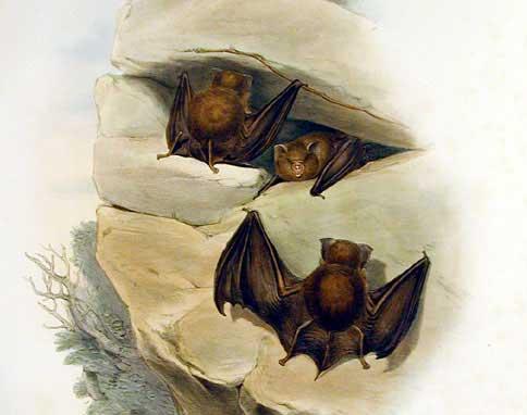 Fawn leaf-nosed bat